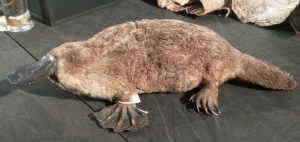 If you think our platy is a fatty, you should see the one at Eton! Specimen LDUCZ-Z20 (C) UCL / Grant Museum