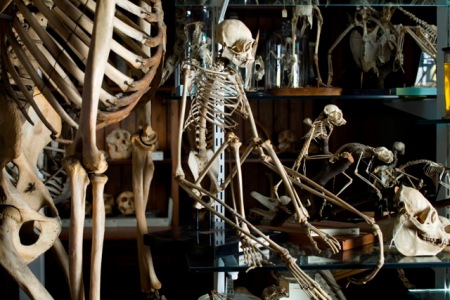 Primate skeletons in the Grant Museum of Zoology, UCL ©UCL, Grant Museum of Zoology and Matt Clayton