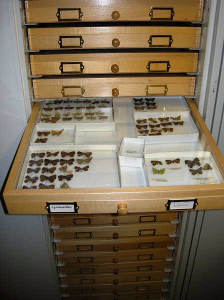 Lycaenidae being arranged in the new drawers.