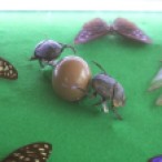 Two dung beetles fight over a vital resource