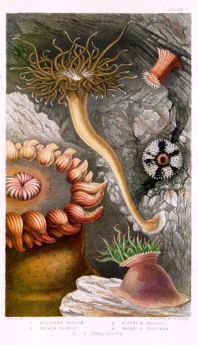 Plate V in "British Sea-Anemone and Corals" by Philip Henry Gosse, Van voorst, Paternoster Row, London, 1860.