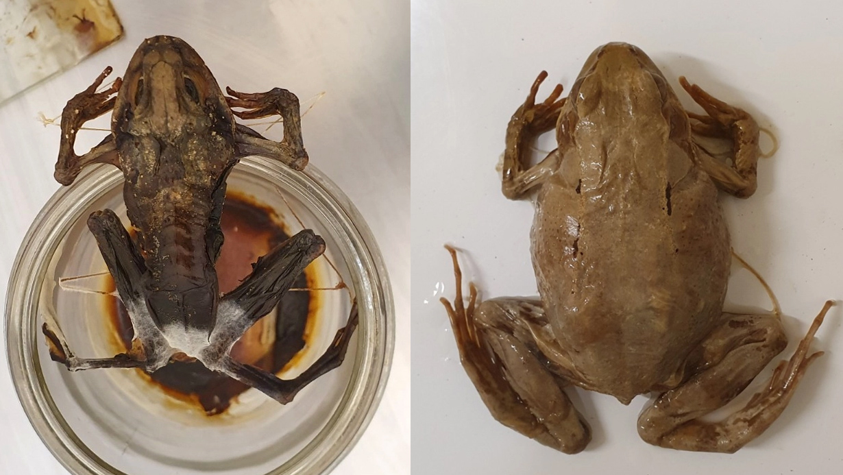 Frog_before-after