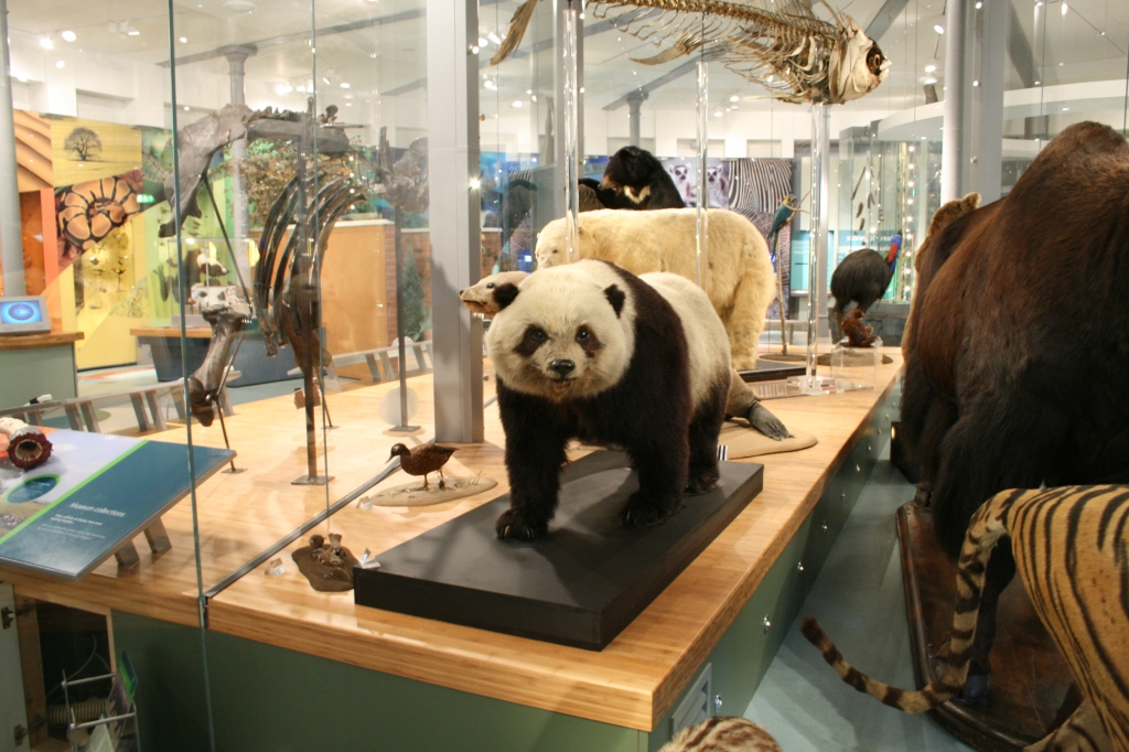 Photograph of a taxidermy giant panda at Leeds Museum.
